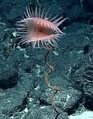 источник: http://oceanexplorer.noaa.gov/okeanos/explorations/ex1702/dailyupdates/media/video/dive07_anemone/anemone.html